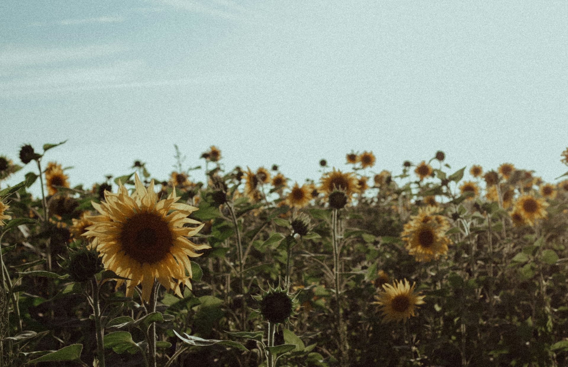 mellow days